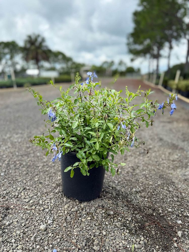 plumbago-auriculata-imperial-blue-cape-leadwort