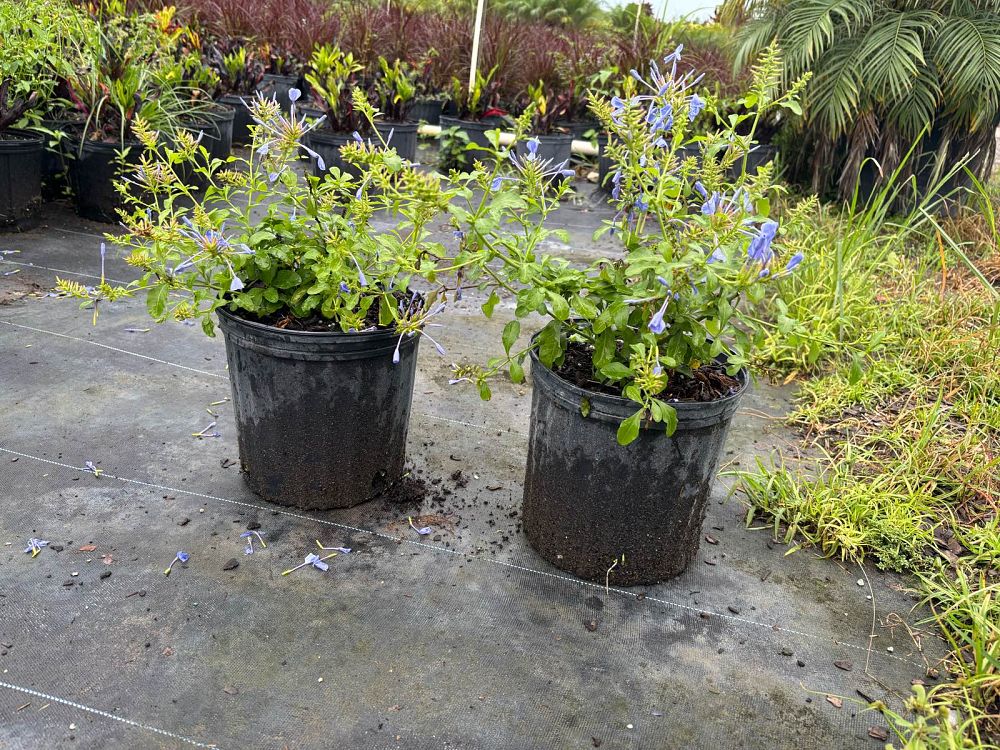 plumbago-auriculata-imperial-blue-cape-leadwort