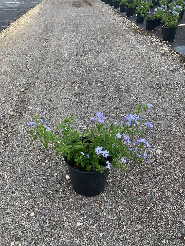 plumbago-auriculata-imperial-blue-cape-leadwort