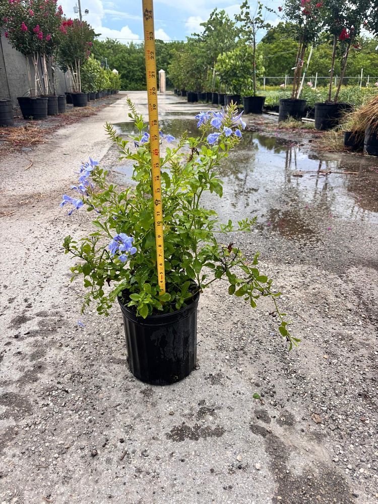 plumbago-auriculata-imperial-blue-cape-leadwort