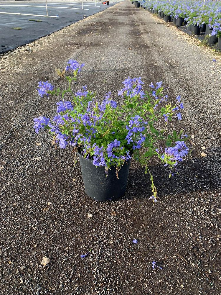 plumbago-auriculata-imperial-blue-cape-leadwort
