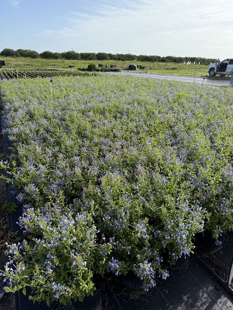 plumbago-auriculata-imperial-blue-cape-leadwort