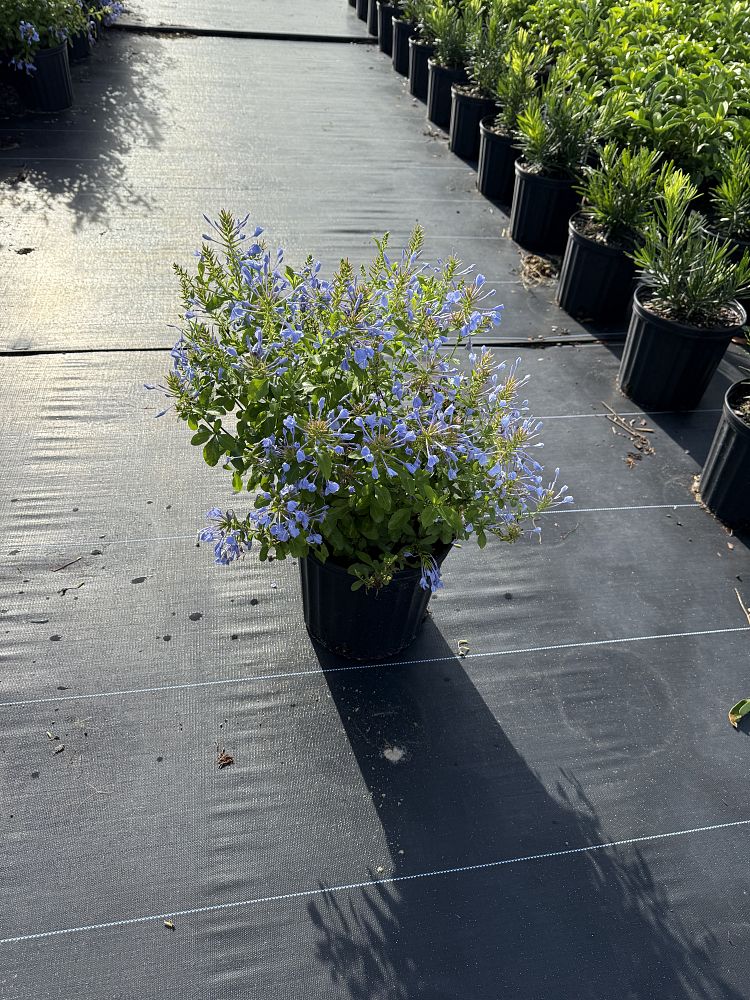 plumbago-auriculata-imperial-blue-cape-leadwort