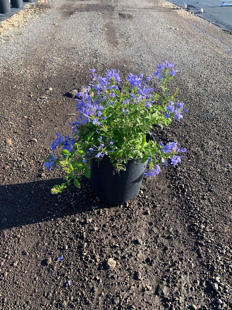plumbago-auriculata-imperial-blue-cape-leadwort