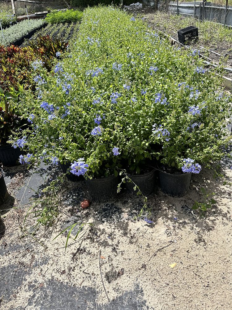 plumbago-auriculata-imperial-blue-cape-leadwort