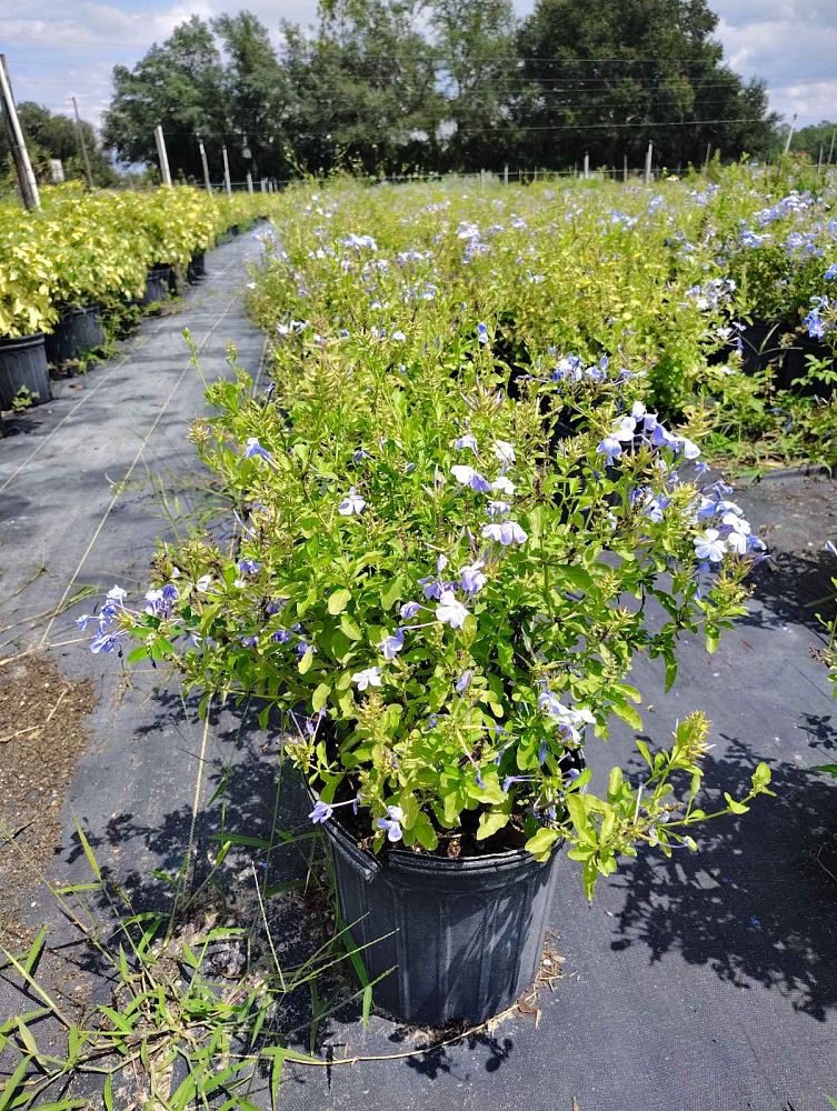plumbago-auriculata-imperial-blue-cape-leadwort