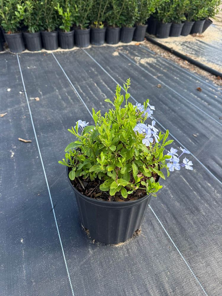 plumbago-auriculata-imperial-blue-cape-leadwort