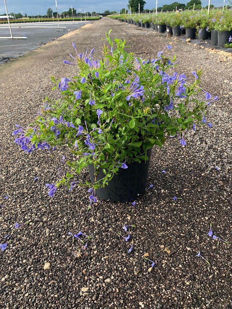 plumbago-auriculata-imperial-blue-cape-leadwort
