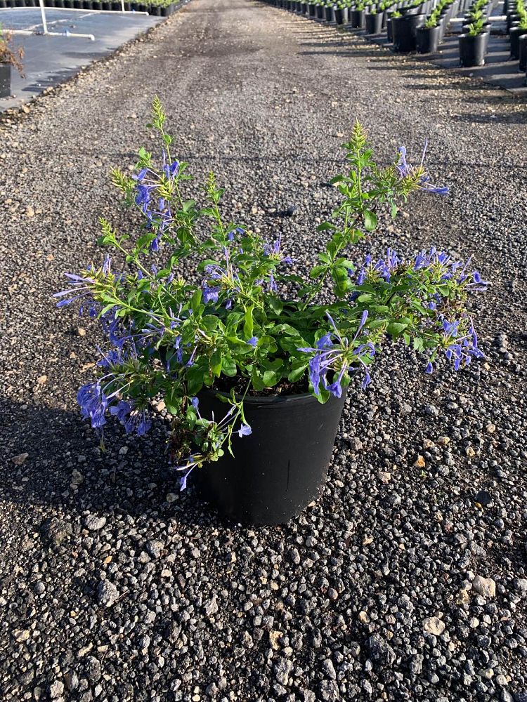 plumbago-auriculata-imperial-blue-cape-leadwort