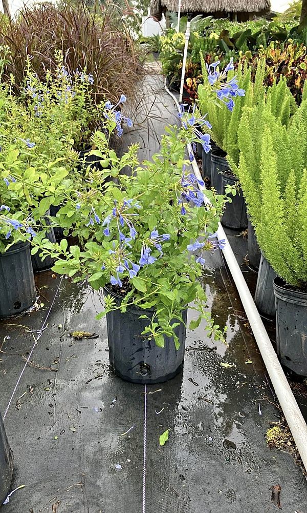 plumbago-auriculata-imperial-blue-cape-leadwort