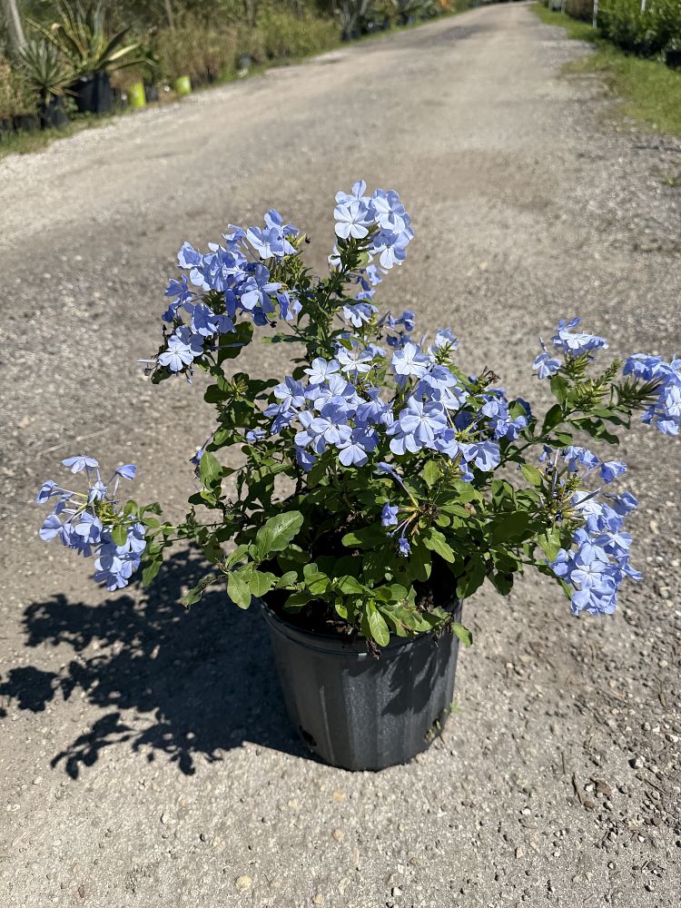 plumbago-auriculata-imperial-blue-cape-leadwort