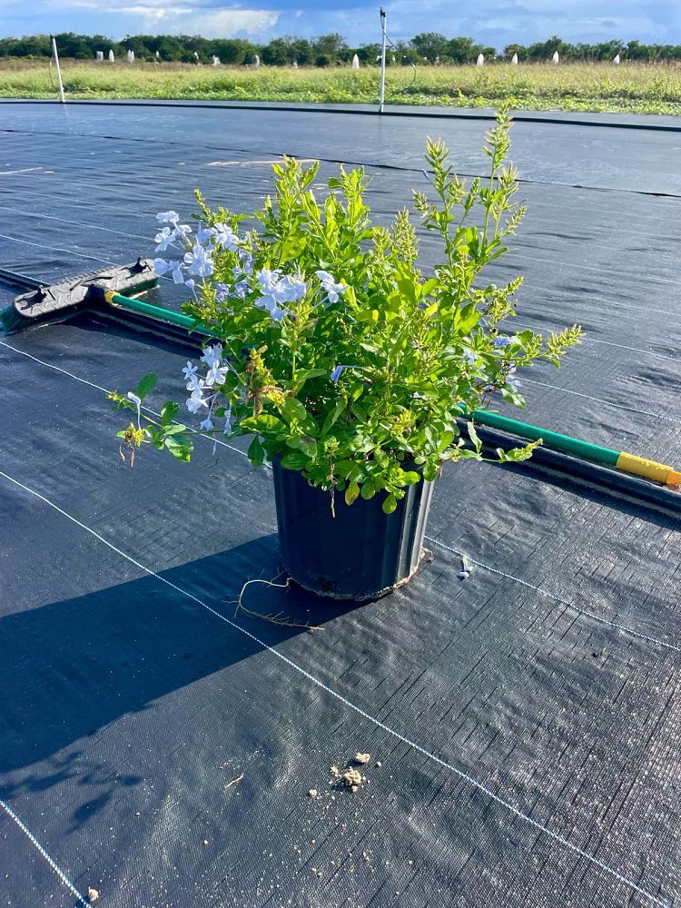 plumbago-auriculata-imperial-blue-cape-leadwort