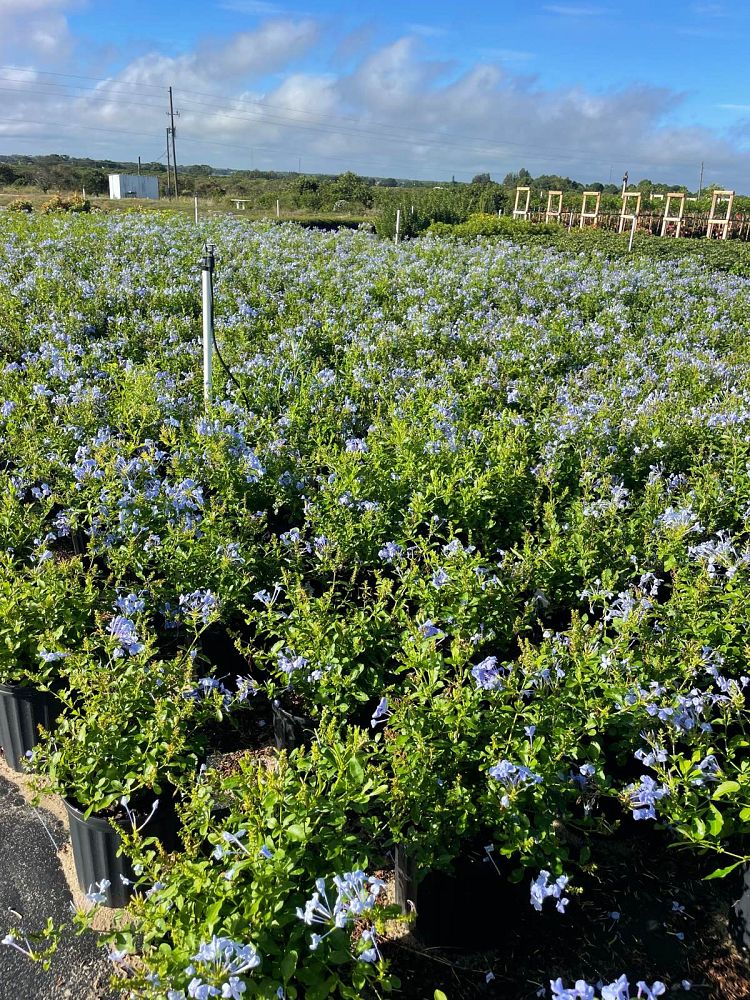 plumbago-auriculata-imperial-blue-cape-leadwort