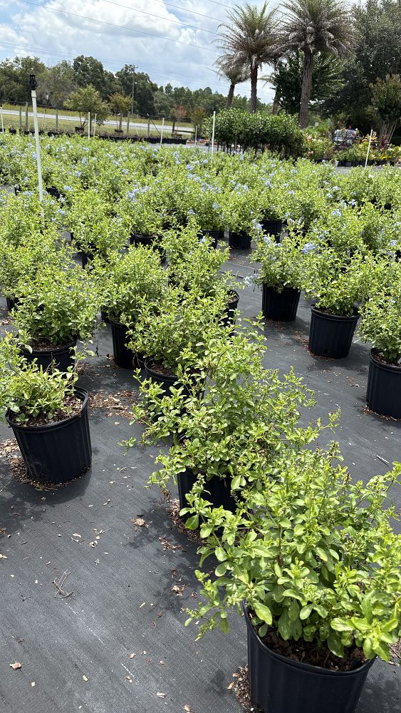 plumbago-auriculata-imperial-blue-cape-leadwort