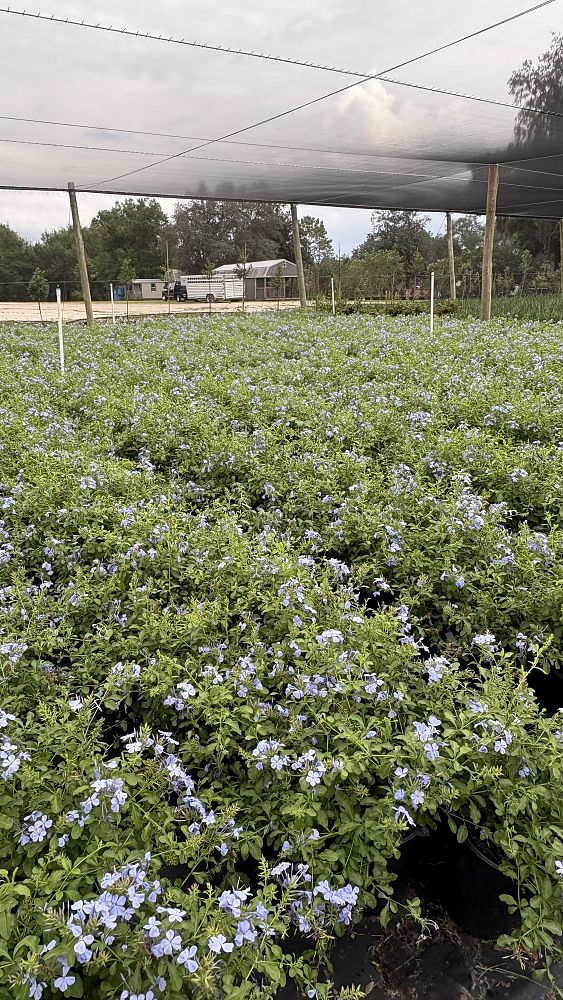 plumbago-auriculata-imperial-blue-cape-leadwort