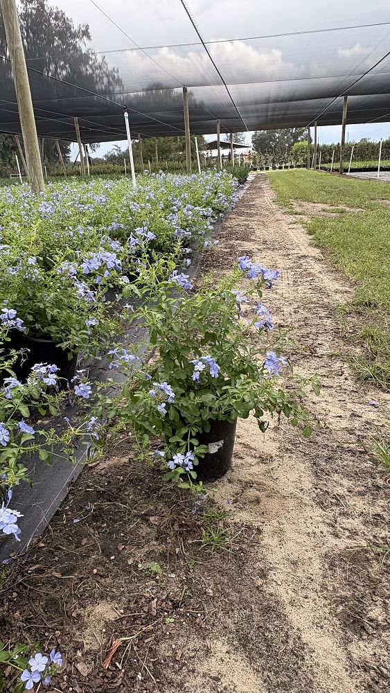 plumbago-auriculata-imperial-blue-cape-leadwort