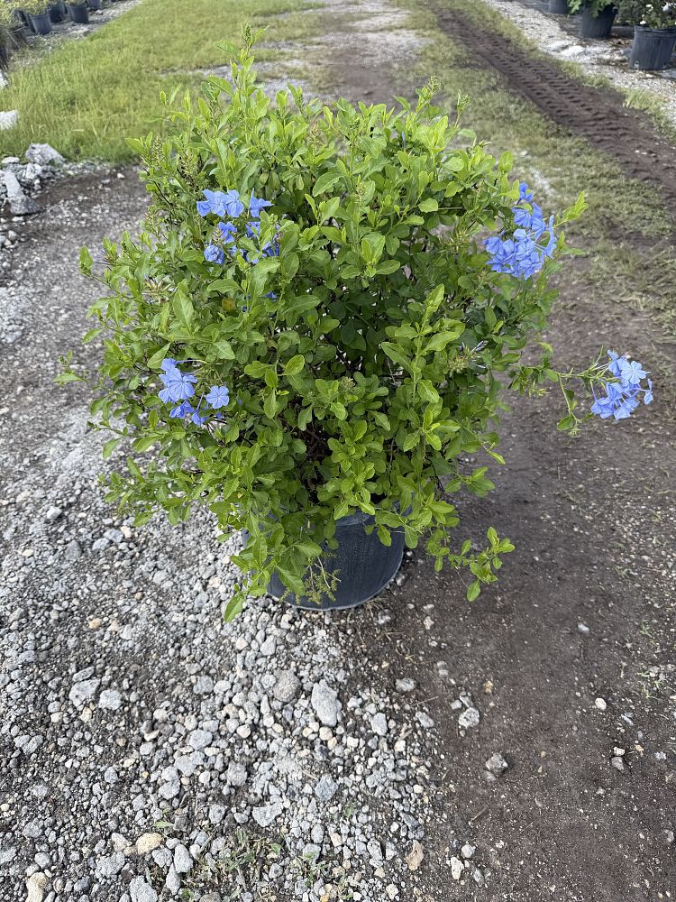 plumbago-auriculata-imperial-blue-cape-leadwort
