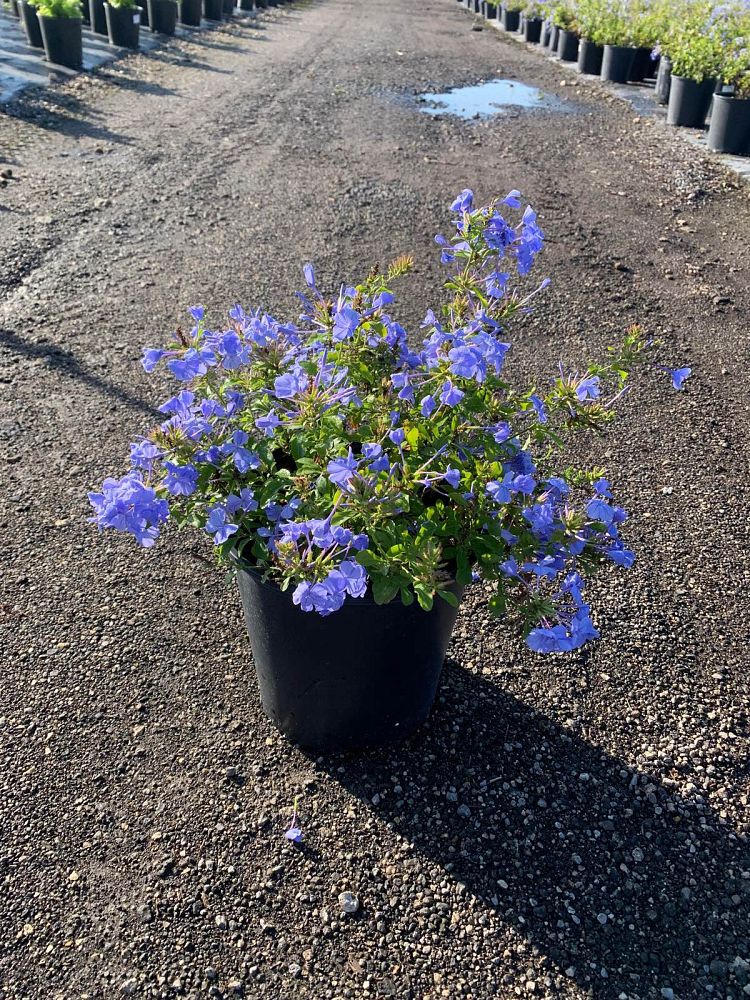 plumbago-auriculata-imperial-blue-cape-leadwort