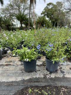 plumbago-auriculata-imperial-white-cape-leadwort