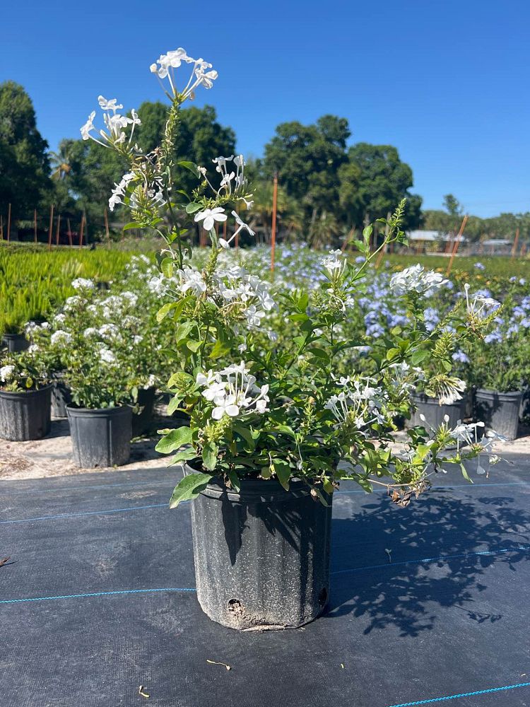 plumbago-auriculata-imperial-white-cape-leadwort