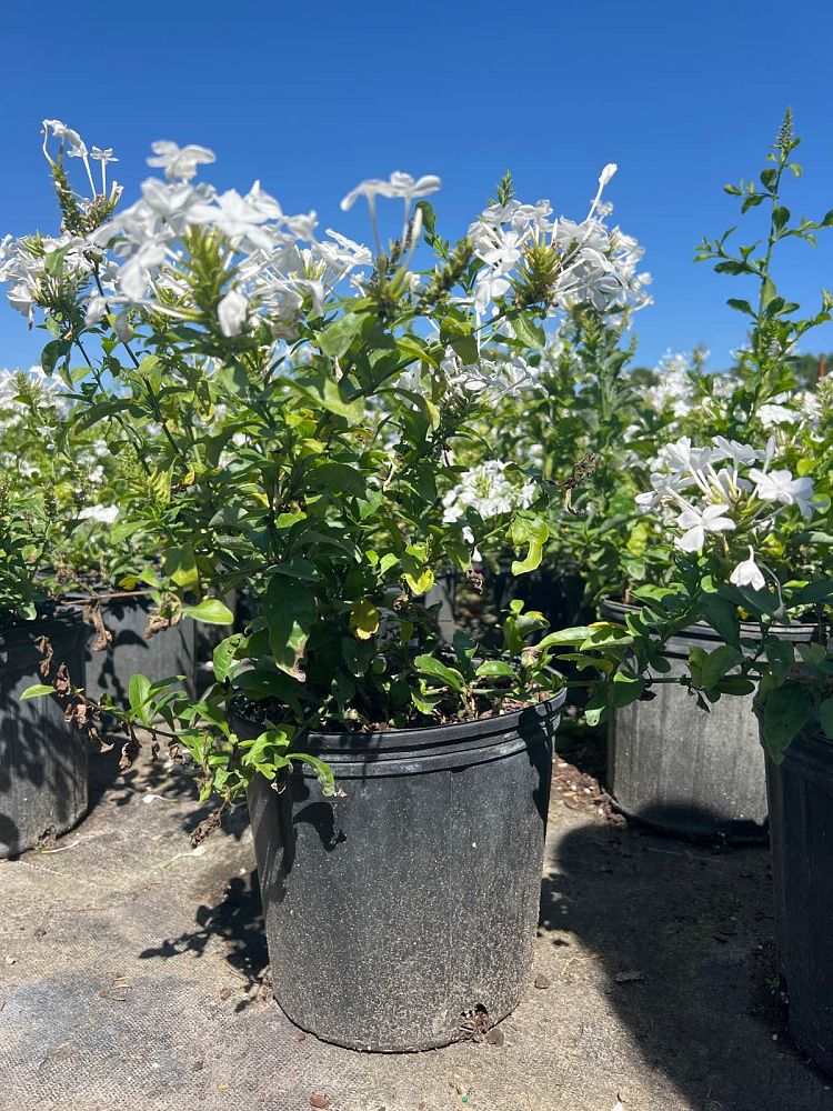 plumbago-auriculata-imperial-white-cape-leadwort