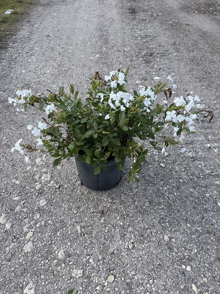 plumbago-auriculata-imperial-white-cape-leadwort