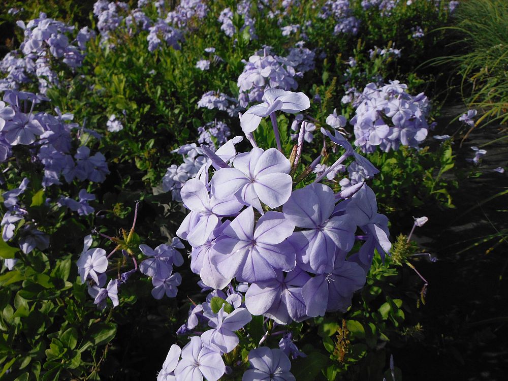 plumbago-auriculata-leadwort