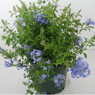 plumbago-auriculata-leadwort