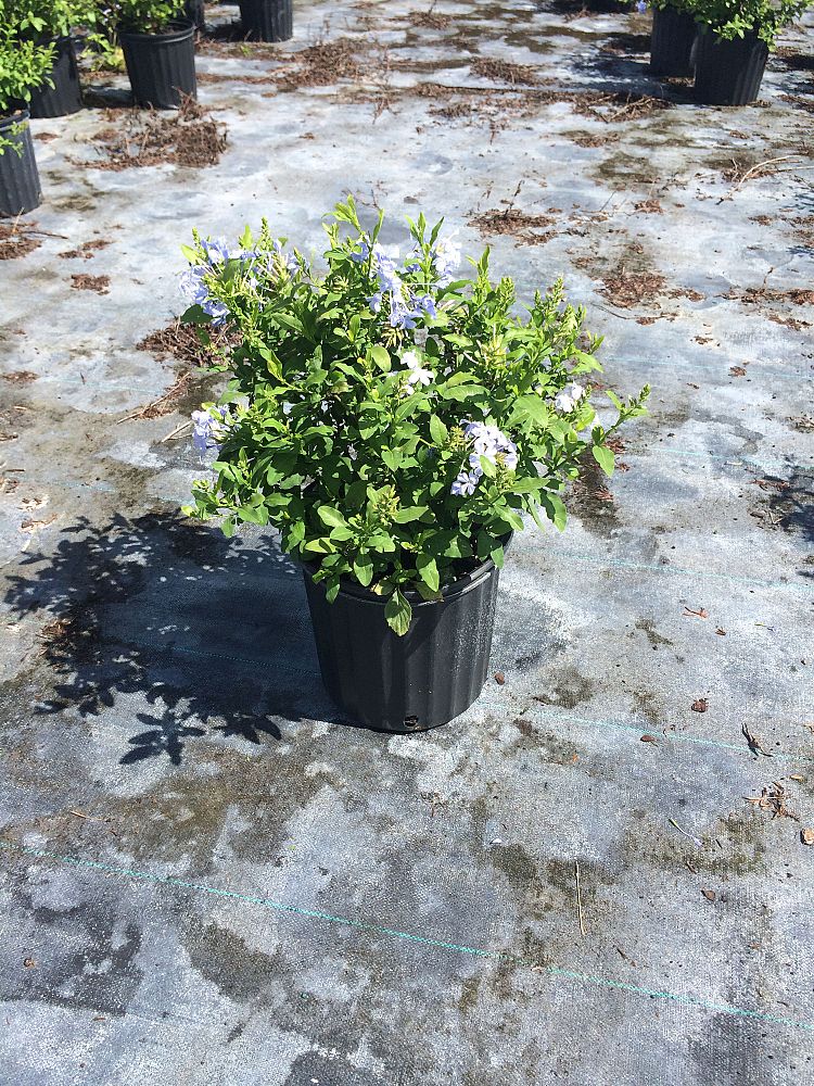 plumbago-auriculata-leadwort