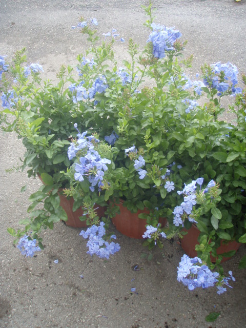 plumbago-auriculata-leadwort