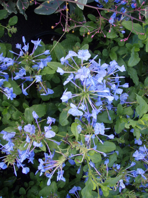 plumbago-auriculata-leadwort