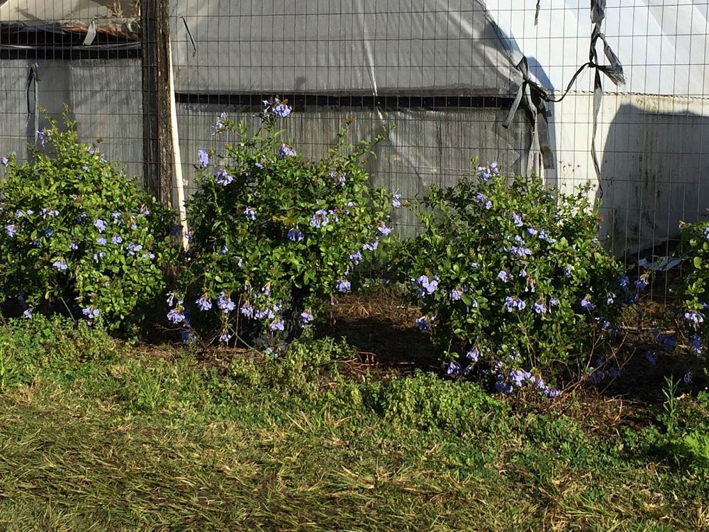 plumbago-auriculata-leadwort