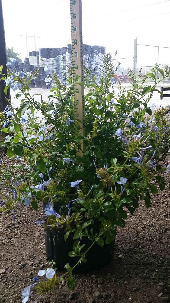 plumbago-auriculata-leadwort