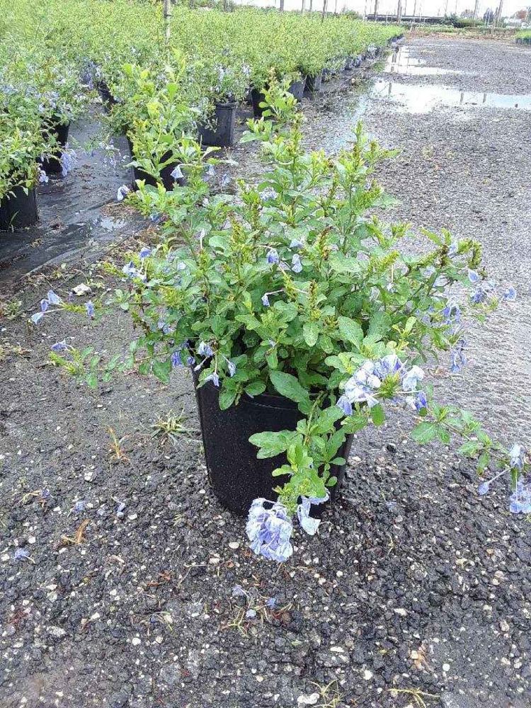 plumbago-auriculata-leadwort
