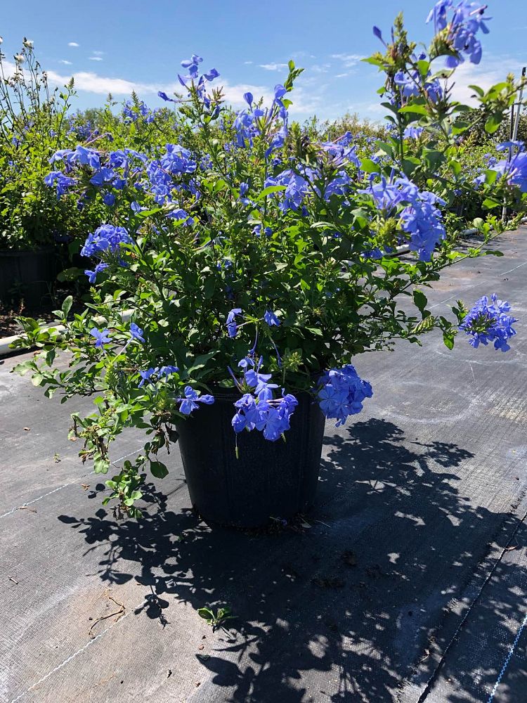 plumbago-auriculata-leadwort