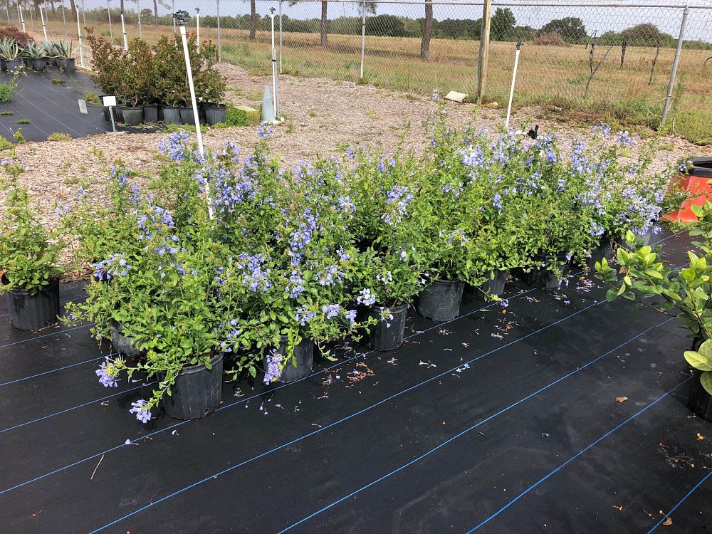 plumbago-auriculata-leadwort