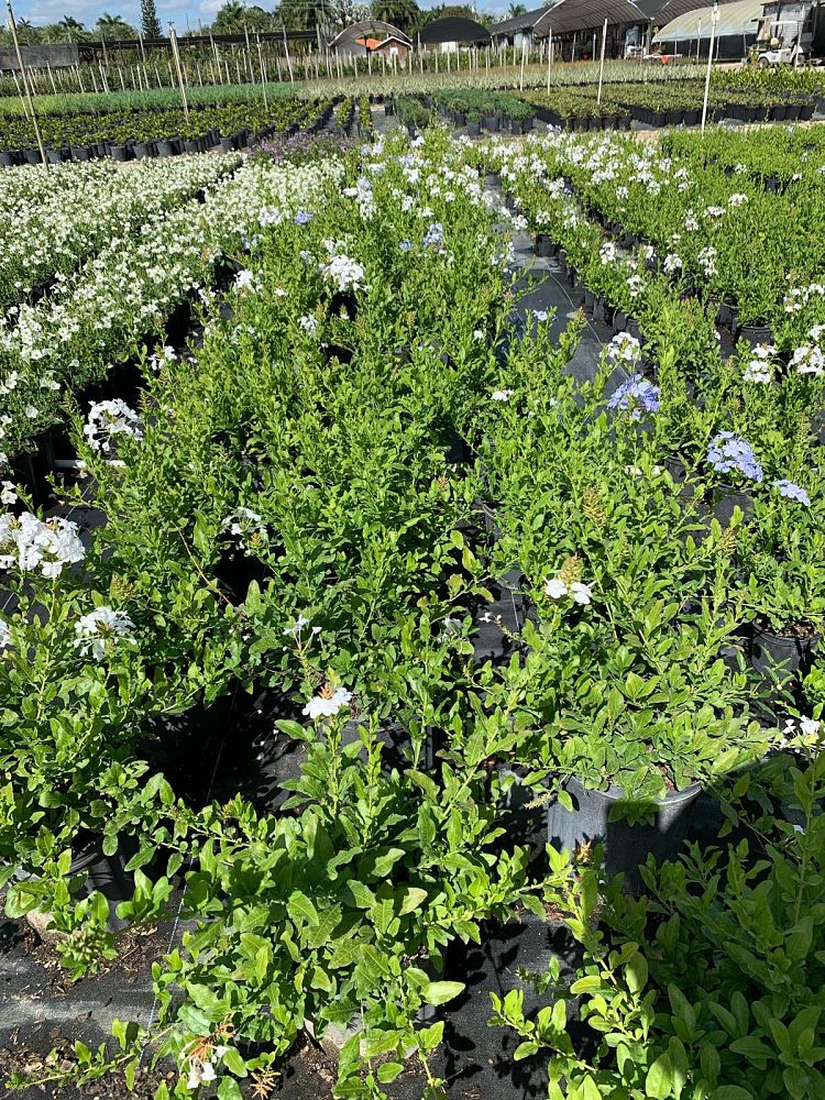 plumbago-auriculata-leadwort