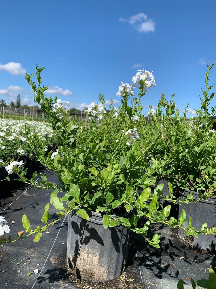 plumbago-auriculata-leadwort