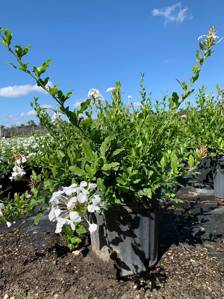 plumbago-auriculata-leadwort