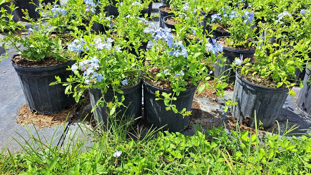 plumbago-auriculata-leadwort