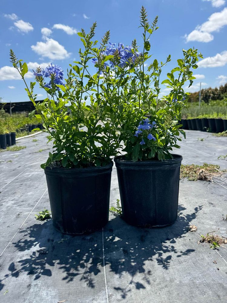 plumbago-auriculata-leadwort