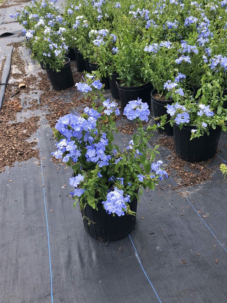plumbago-auriculata-leadwort