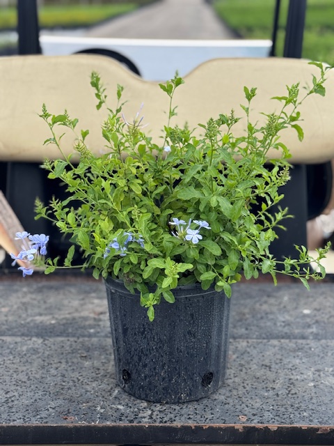 plumbago-auriculata-leadwort