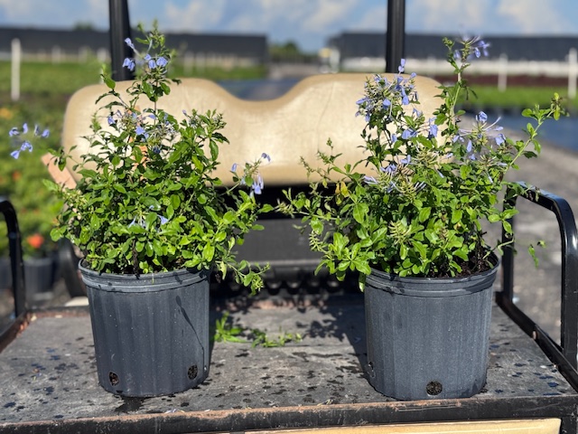 plumbago-auriculata-leadwort