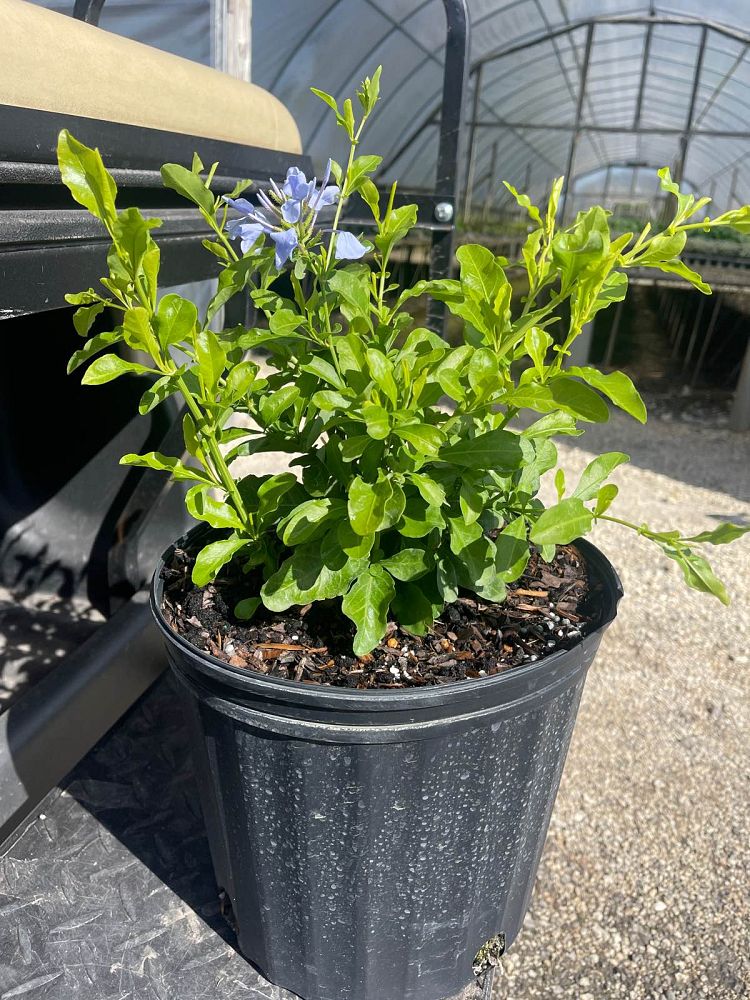 plumbago-auriculata-leadwort