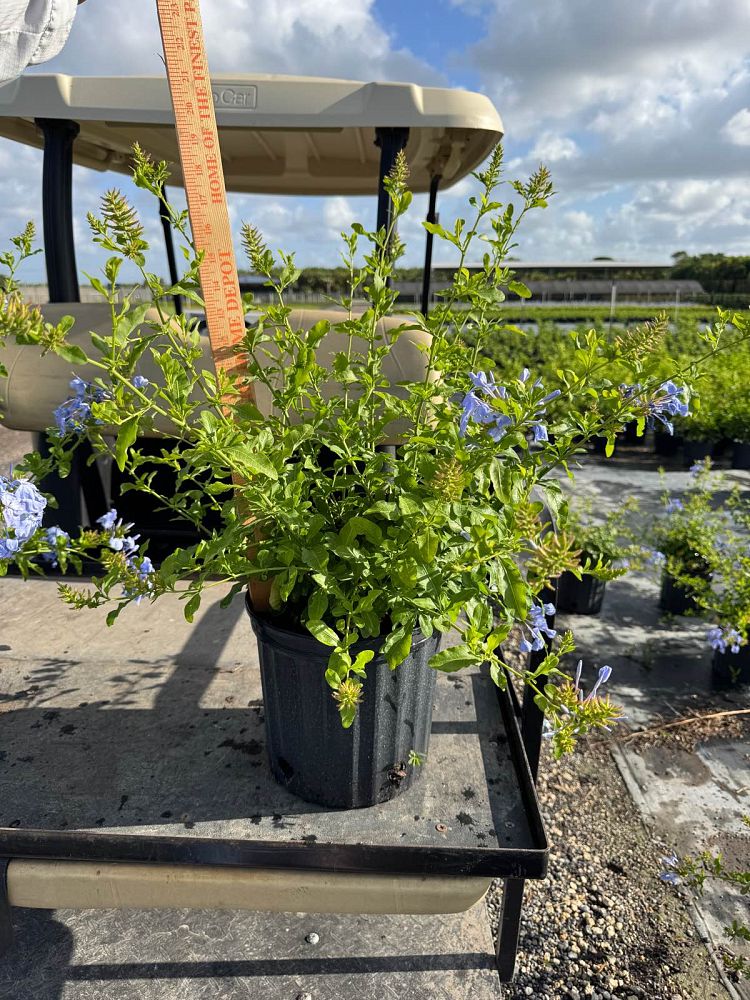 plumbago-auriculata-leadwort