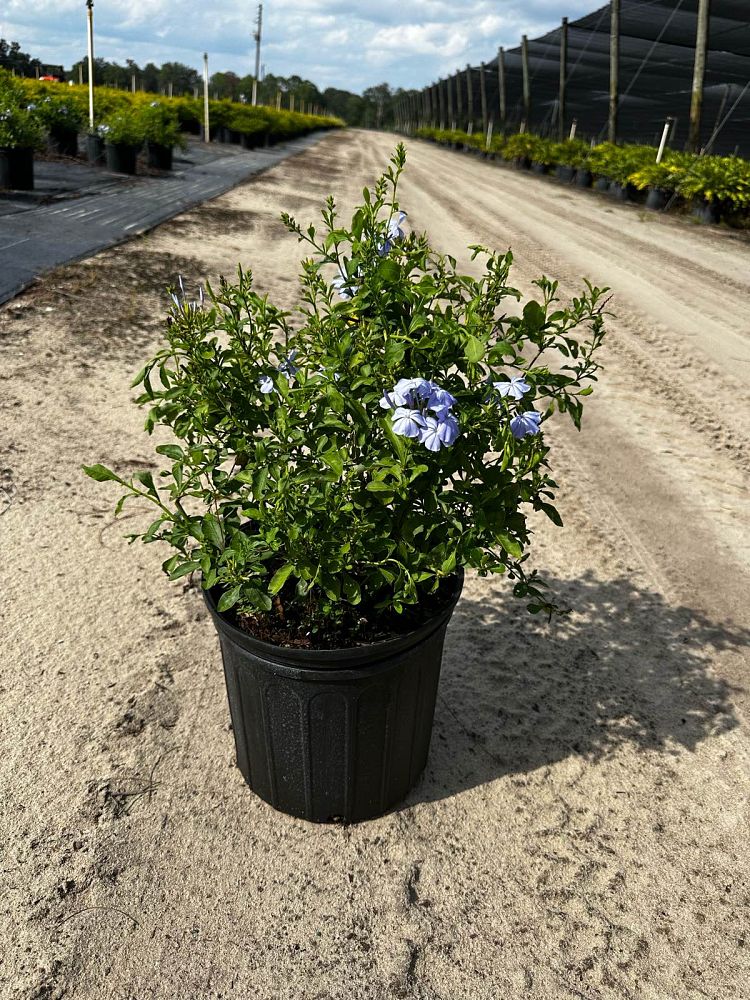 plumbago-auriculata-leadwort