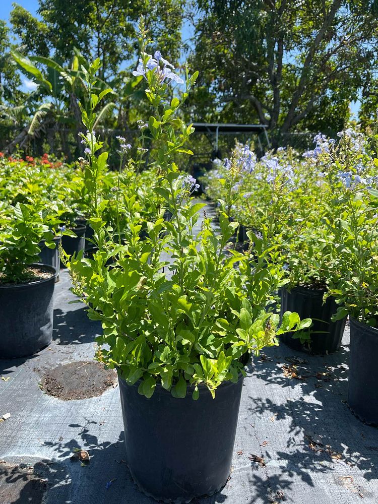plumbago-auriculata-leadwort