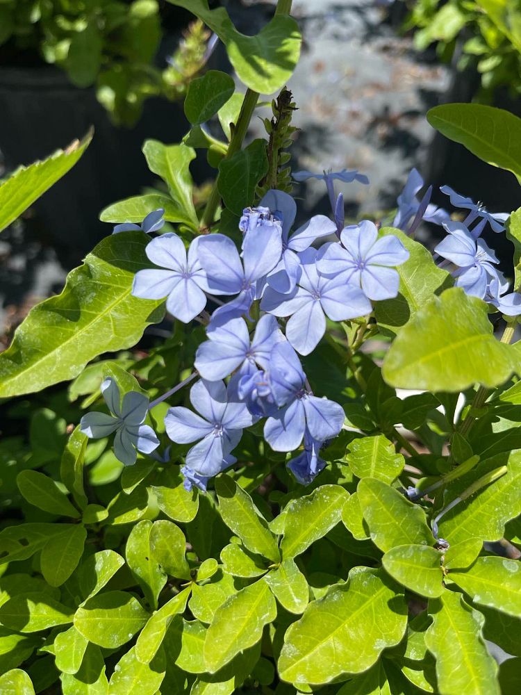 plumbago-auriculata-leadwort