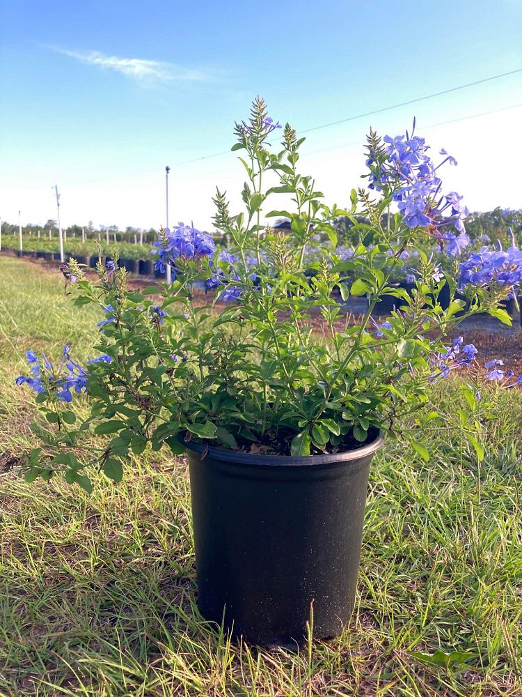 plumbago-auriculata-leadwort